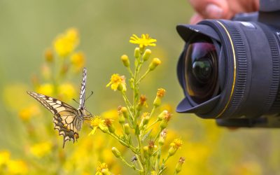 Beautiful Swallowtail butterfly on yellow flower photographed by wildlife photographer from short distance